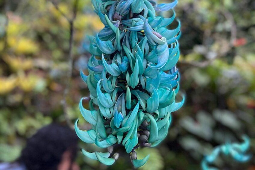 Jade 5