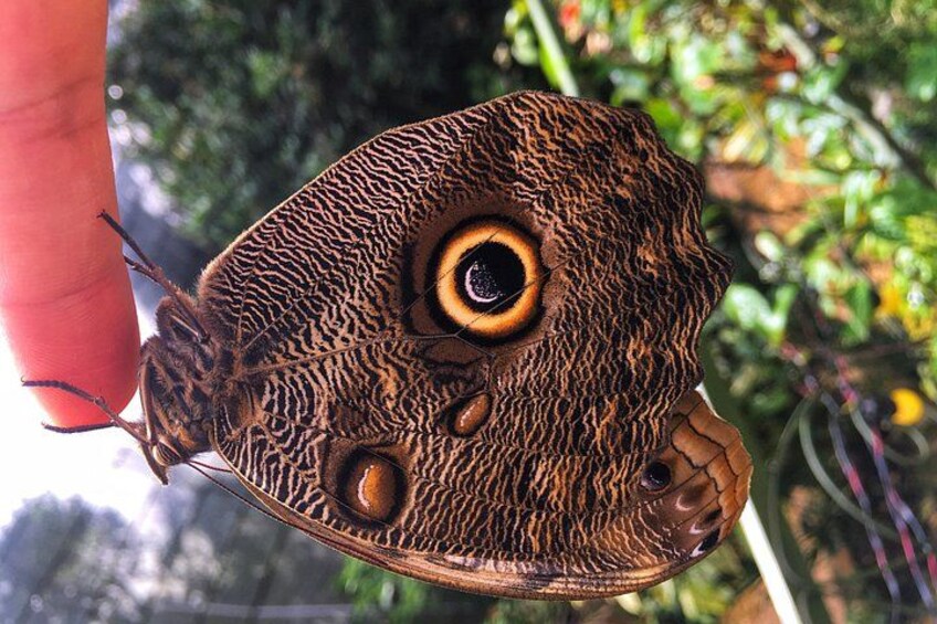 Admission to Andoke Butterfly Center in Cali with Release Ritual 4