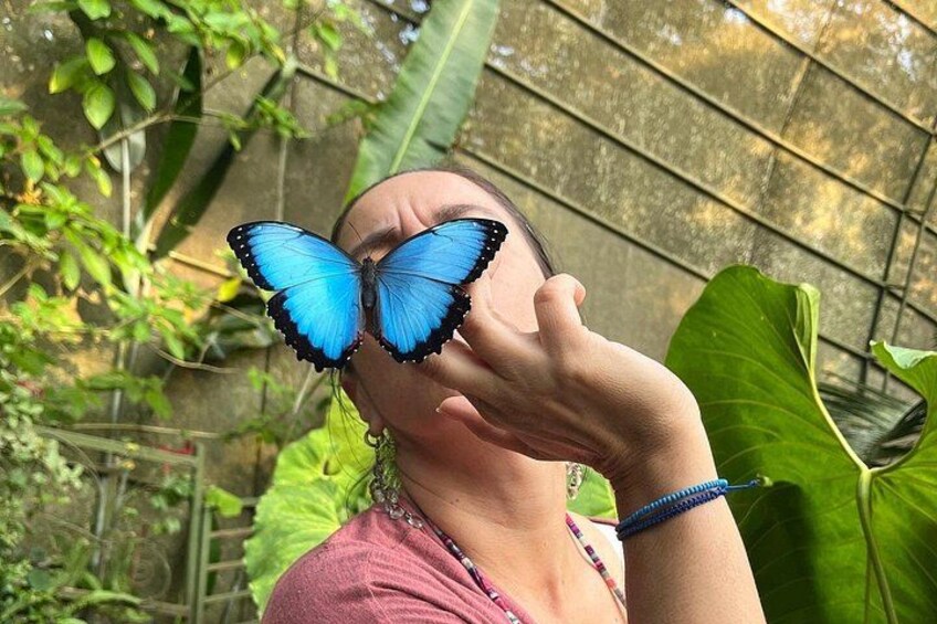 Admission to Andoke Butterfly Center in Cali with Release Ritual 1