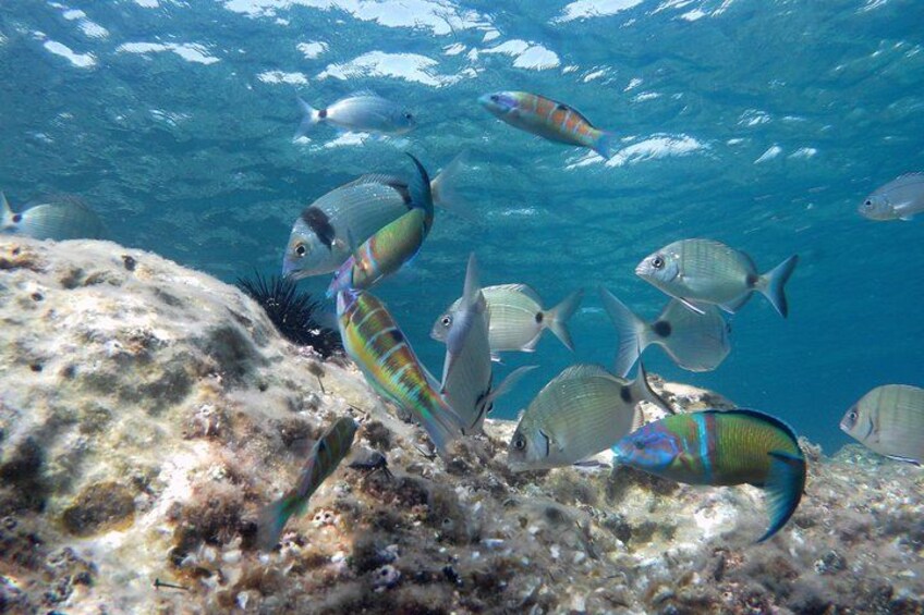 Family Kayak and Snorkel Tour in San Jose Cabo de Gata 4