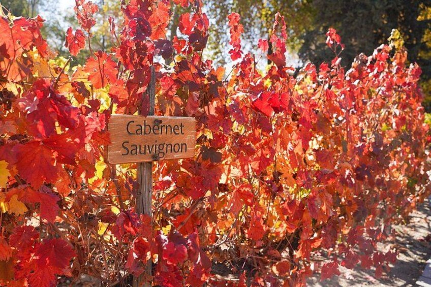 Een bord met de tekst 'Cabernet Sauvignon' tussen rode en oranje bladeren. 3