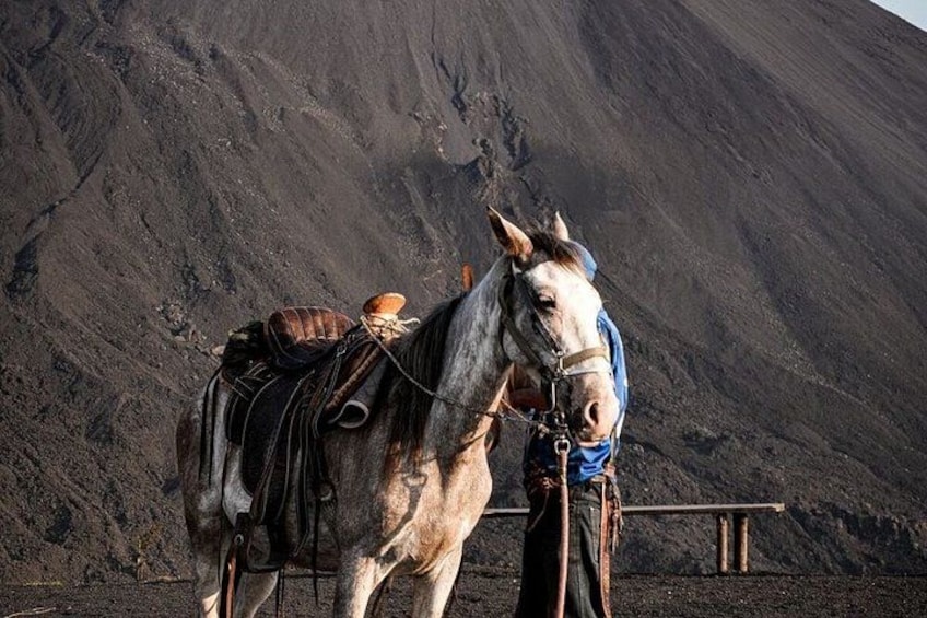 A horse with a saddle and bridle, standing in front of a large, dark volcanic mountain. 5