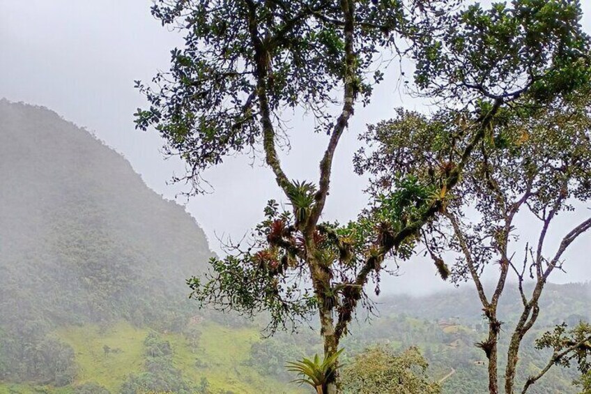 A tree with dense foliage in a misty mountainous landscape. 4