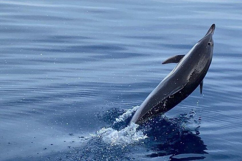 Sailing Adventure: Sailing, Dolphins and Relaxation with Drinks 3