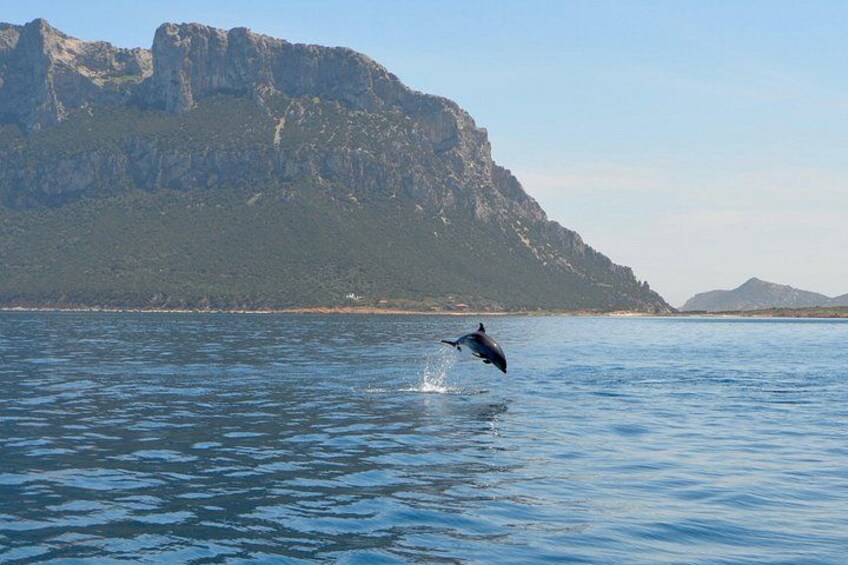 Bottlenose dolphin in Tavolara 2
