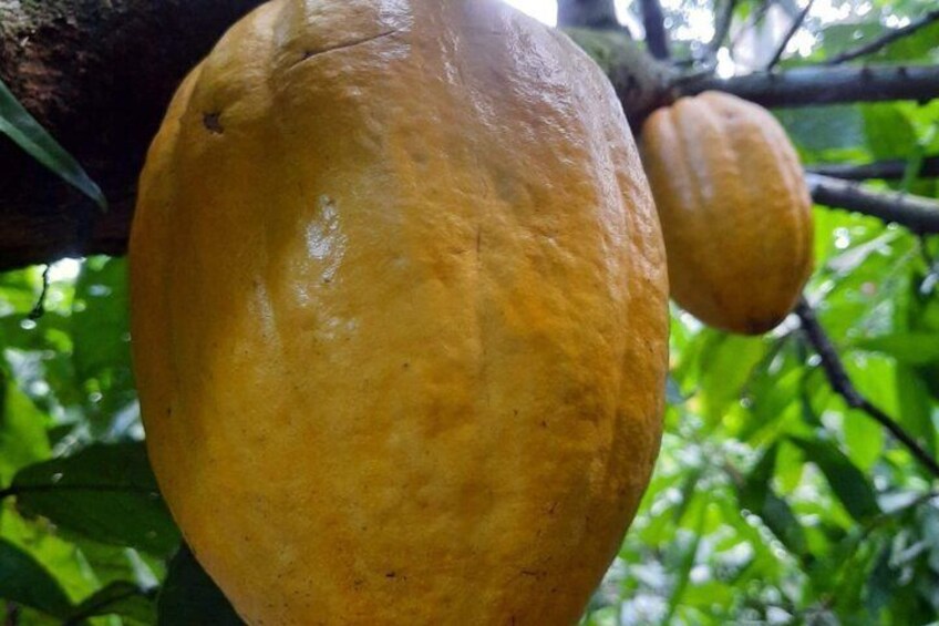 Don Olivo Chocolate Tour 3