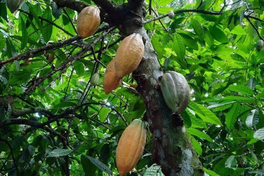 Don Olivo Chocolate Tour 2