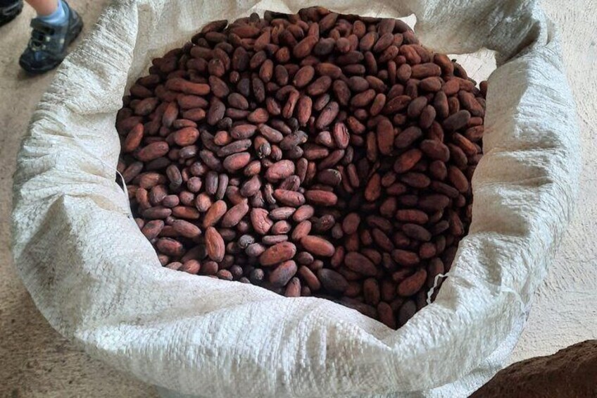 Don Olivo Chocolate Tour 5