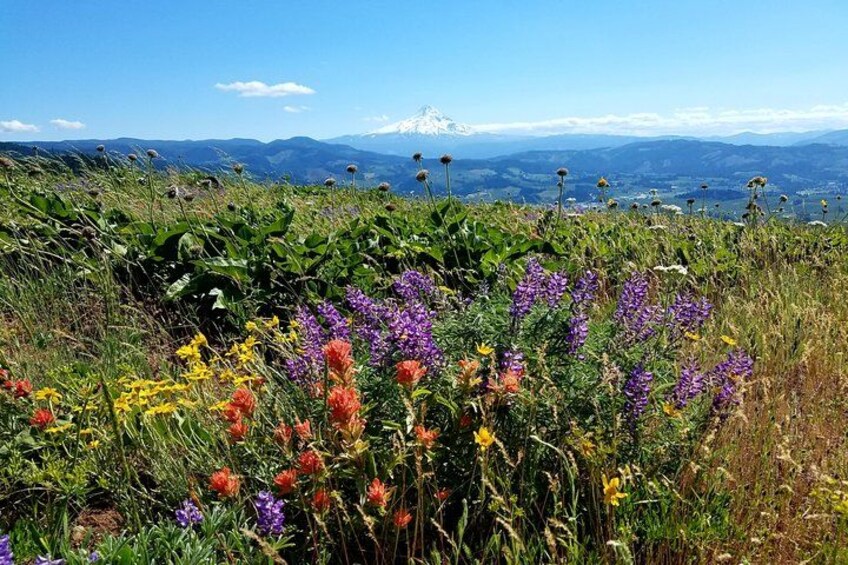 Wildflowers abound! 1