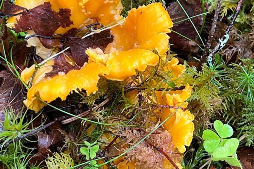 Foraging for chanterelles. Local and seasonal. 2