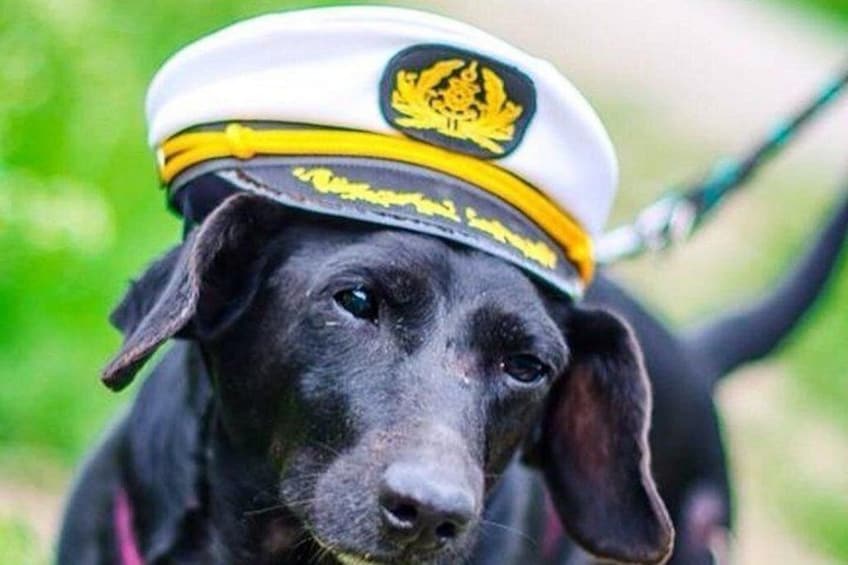 A black dog wearing a white cap with a yellow emblem. 3