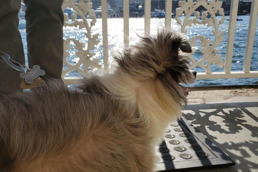A fluffy dog with a tag on its collar, standing on a balcony with a railing and a view of the water. 2
