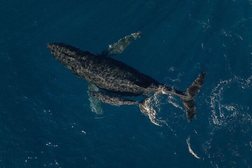 A large whale swimming in the ocean. 1