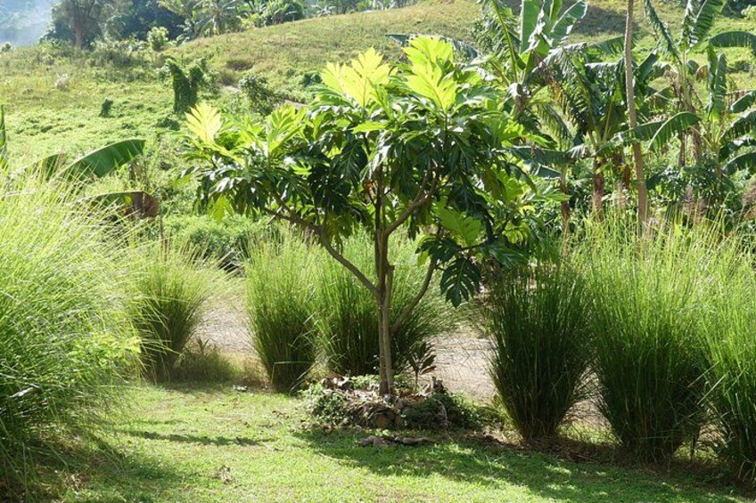 Polynesian culinary experience 4