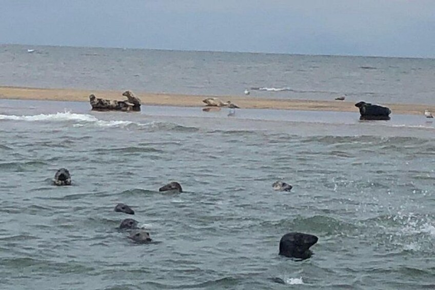 A beach with waves, rocks, and sea birds. 4