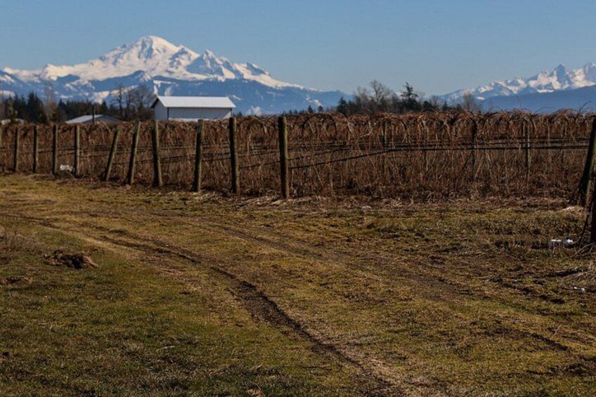 A vineyard with a fence, a path, and a mountain range in the background. 2