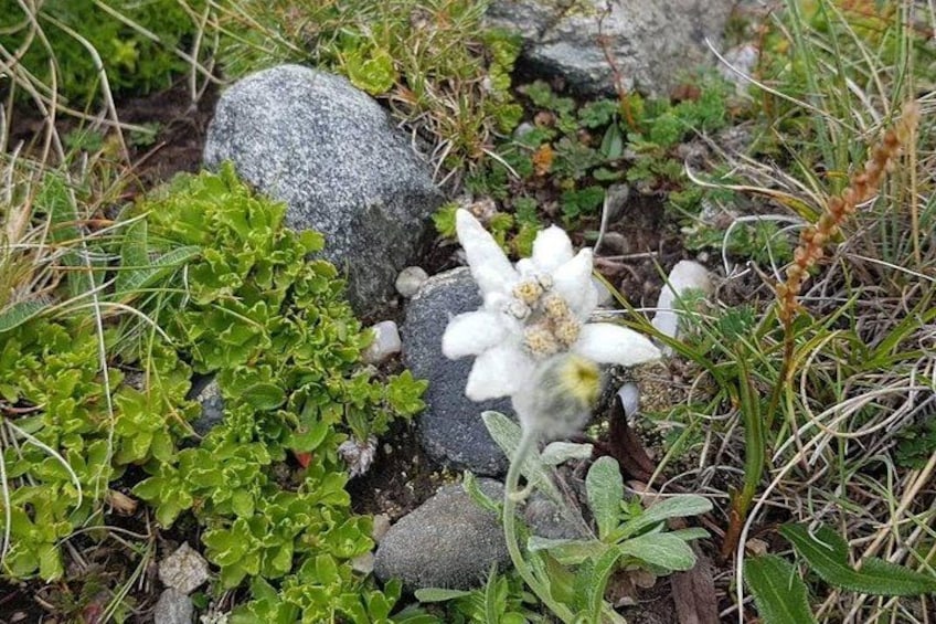 Una flor blanca con centro amarillo, rodeada de follaje verde y rocas. 2