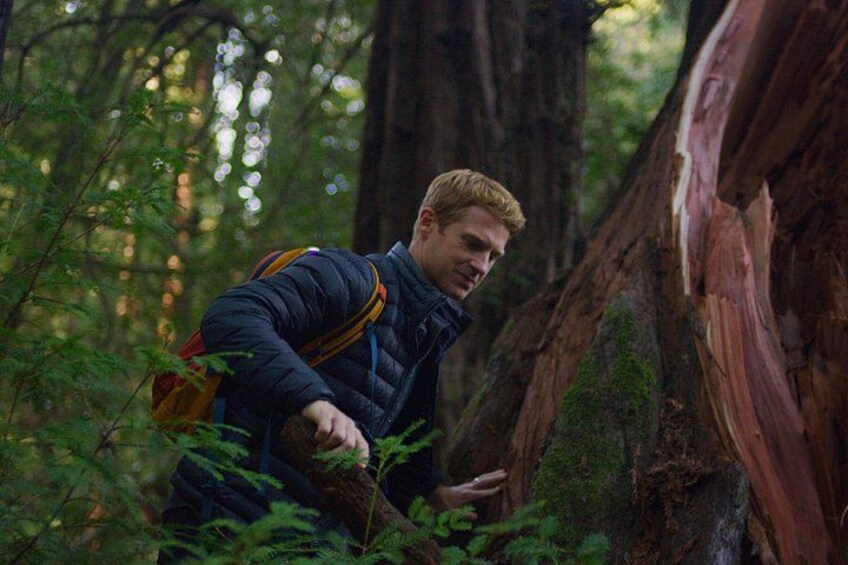 Redwoods Forest Bathing 2