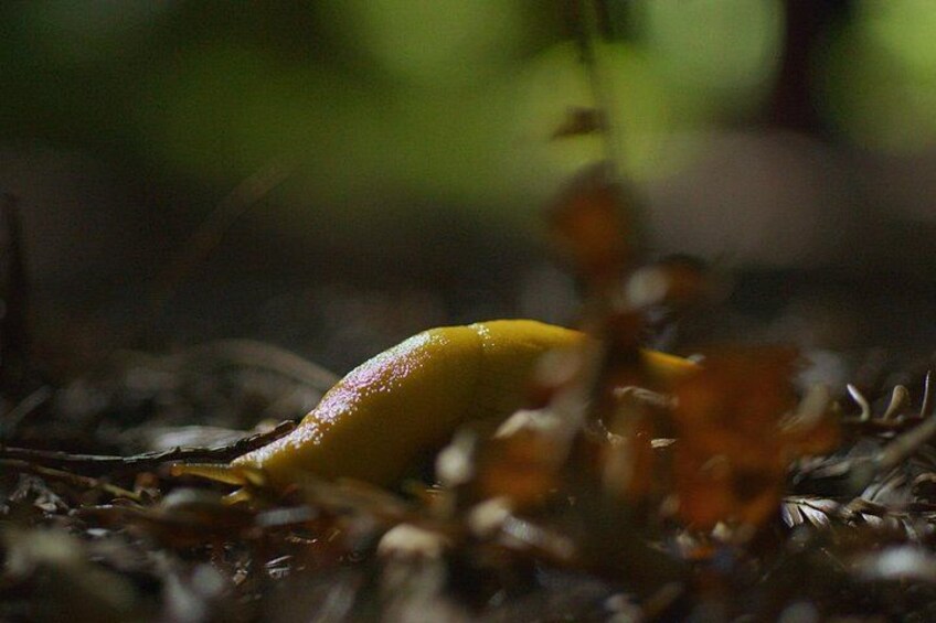 Redwoods Forest Bathing 2