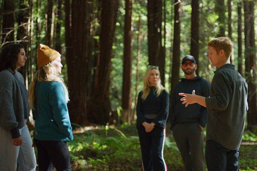 Redwoods Forest Bathing 1