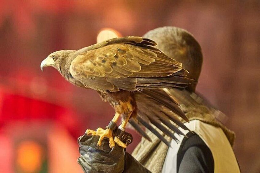 Een persoon houdt een roofvogel vast, mogelijk een havik, met een onscherpe achtergrond. 2