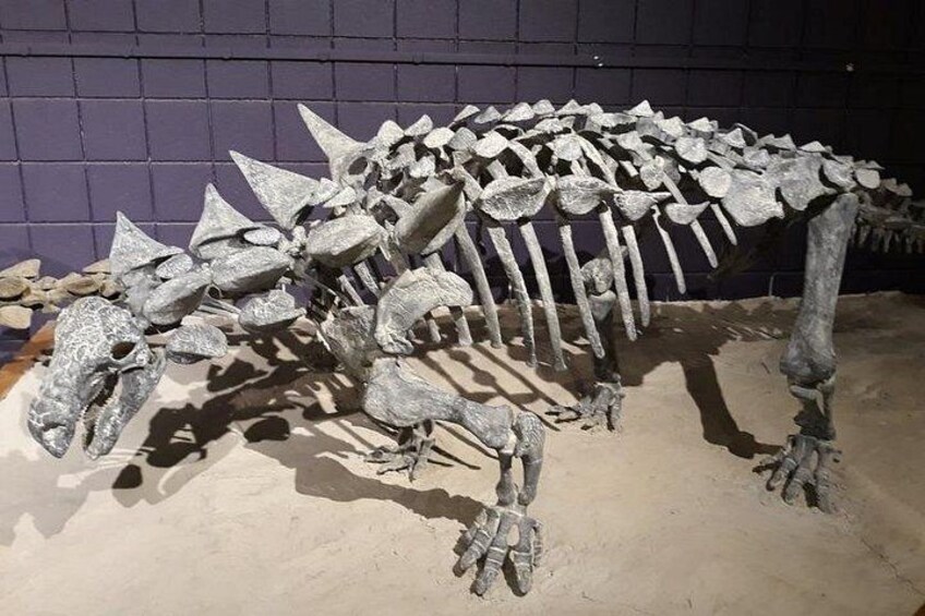 A dinosaur skeleton with visible bones and claws. 4
