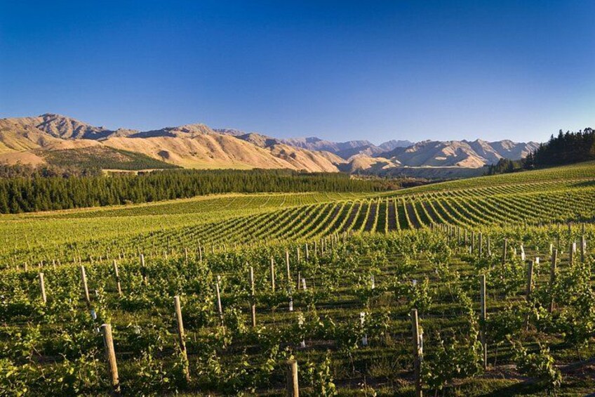 Viñedos con hileras de vides, zona boscosa y montañas al fondo. 3
