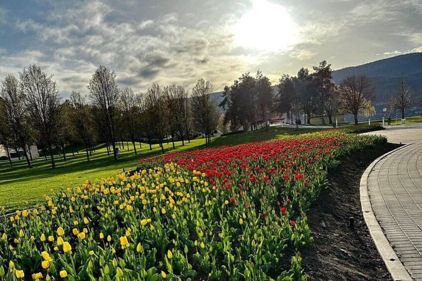Tulip season in Kelowna is can't miss! 5