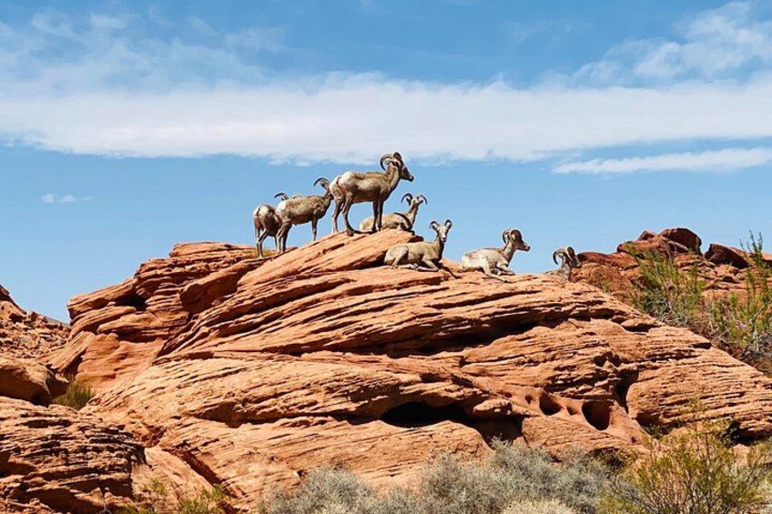 A group of bighorn sheep on a red rock outcrop. 4