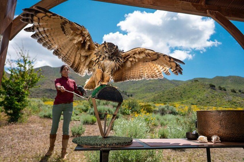 Un águila posada en un pedestal con una persona sosteniendo una cuerda, con un cielo despejado y colinas verdes como fondo. 5