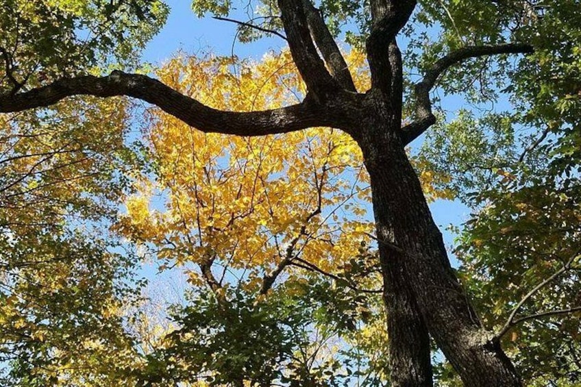 Un árbol grande con un tronco grueso y ramas que se elevan hacia arriba. 2