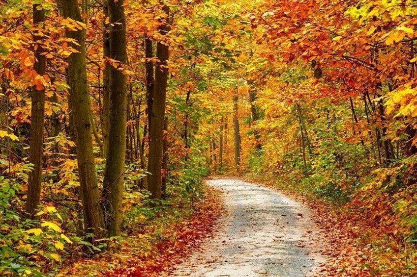 Un sendero en el bosque rodeado de follaje otoñal. 1