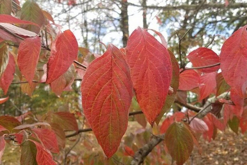 Hojas rojas en una rama de árbol. 3