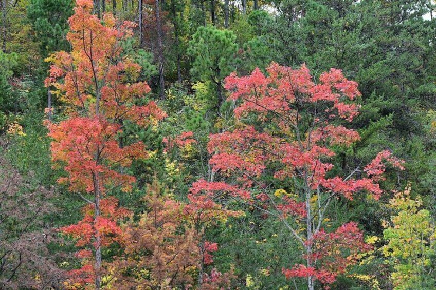 Un bosque con árboles mostrando follaje otoñal en tonos de rojo, naranja y amarillo. 5