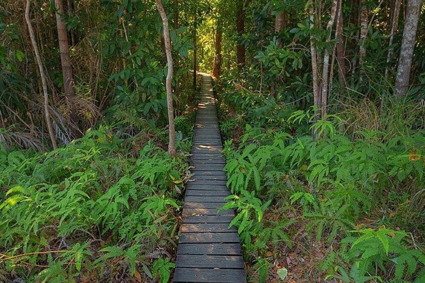 Una stretta passerella di legno circondata da fitta vegetazione verde. 4