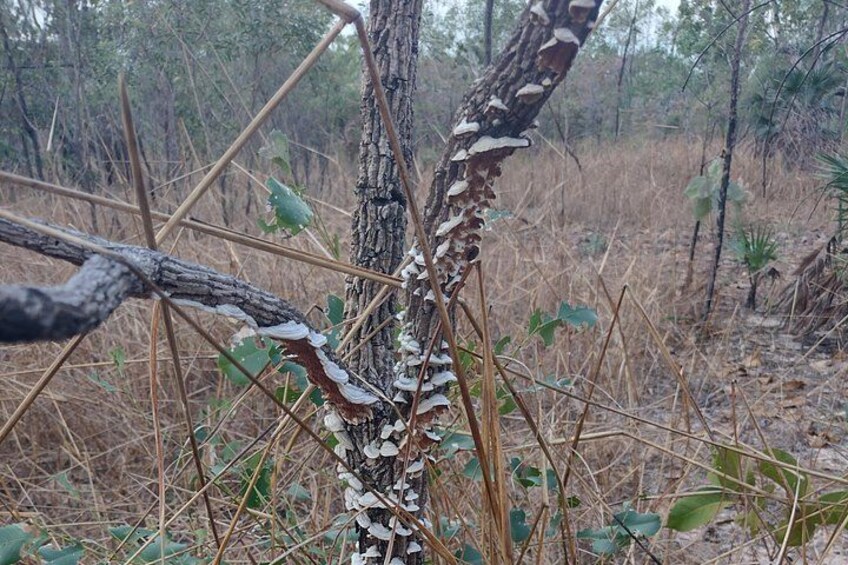Un albero con protuberanze bianche, circondato da erba secca e vegetazione rada. 2