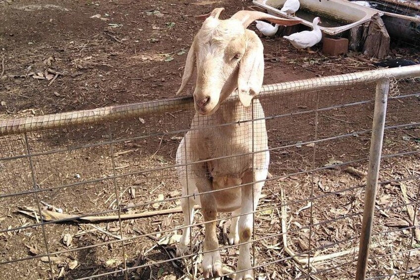 A goat behind a wire fence in a dry, earthy enclosure with scattered branches and a feeding trough in the background. 2