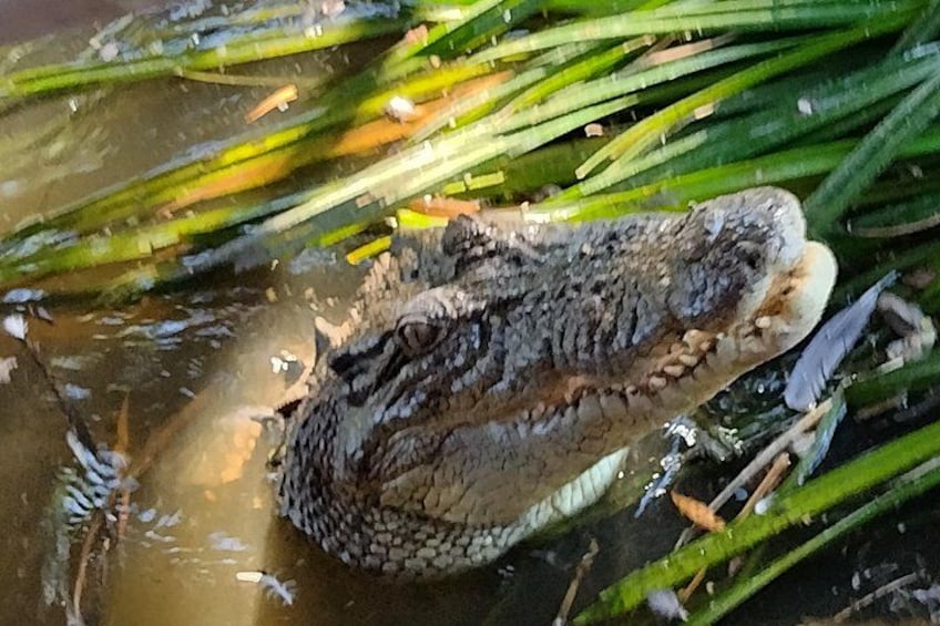 A crocodile partially submerged in water with green vegetation around. 3