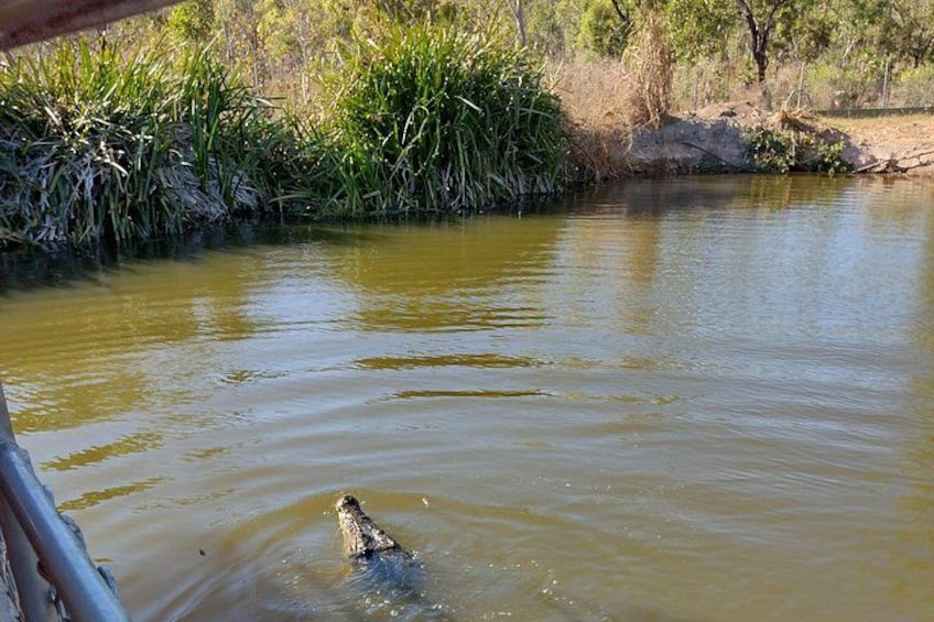 A crocodile in a body of water with vegetation and trees in the background. 2