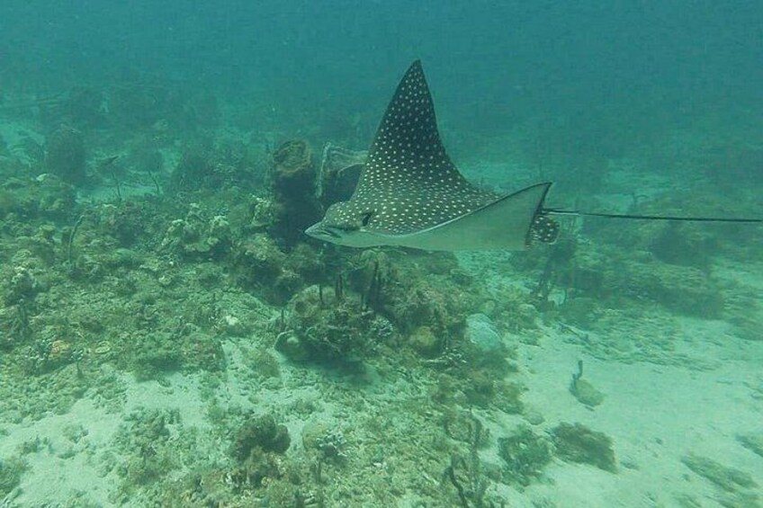 SeaTrek St. Lucia 5