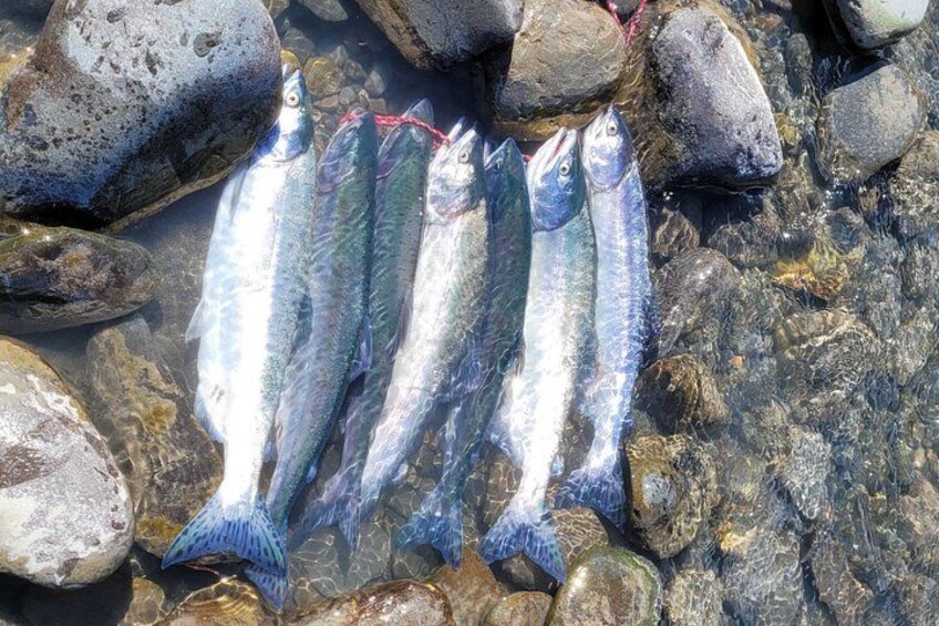 Several fish laid out on rocks in a shallow water setting. 2