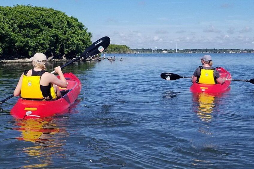 Indian River Clear Bottom Kayak or Paddleboarding Manatee and Dolphin Tour 3