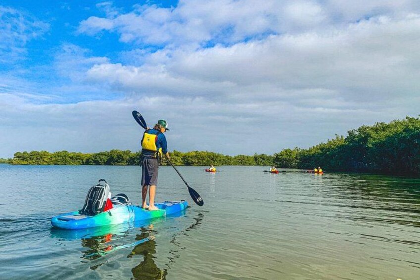 Indian River Clear Bottom Kayak or Paddleboarding Manatee and Dolphin Tour 2
