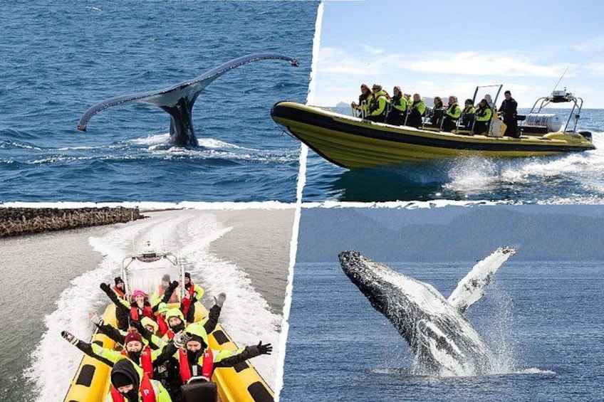 A whale tail, a boat with people, a group on a raft, and a whale breaching. 5