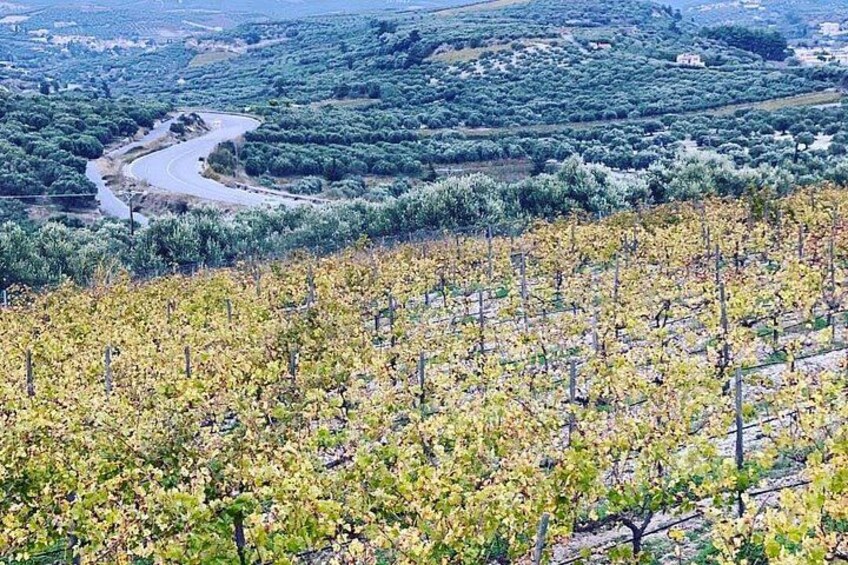 A vineyard with rows of grapevines, a winding road, and a hilly landscape with sparse vegetation. 2