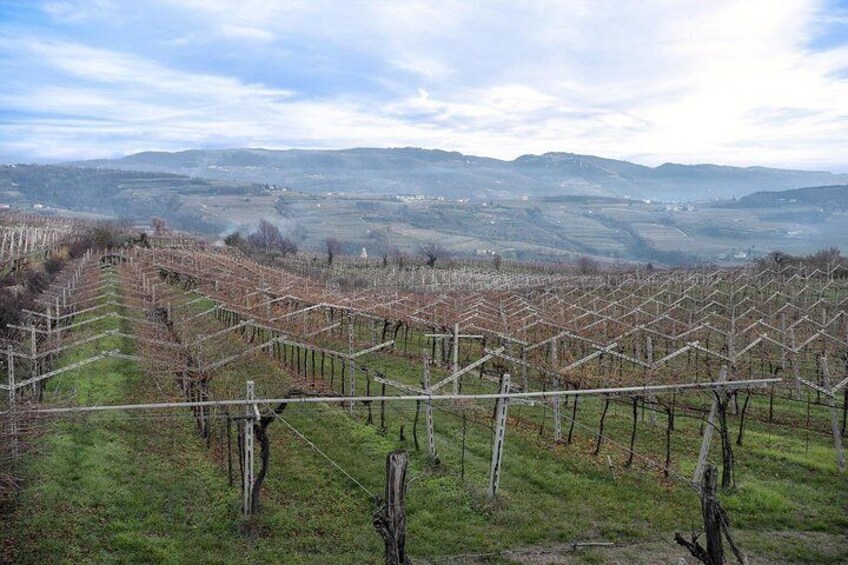 Full-Day Valpolicella Private Tour from Milan with Wine Taste