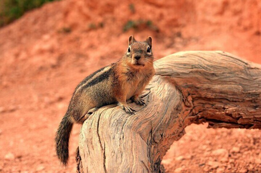 Bryce Canyon