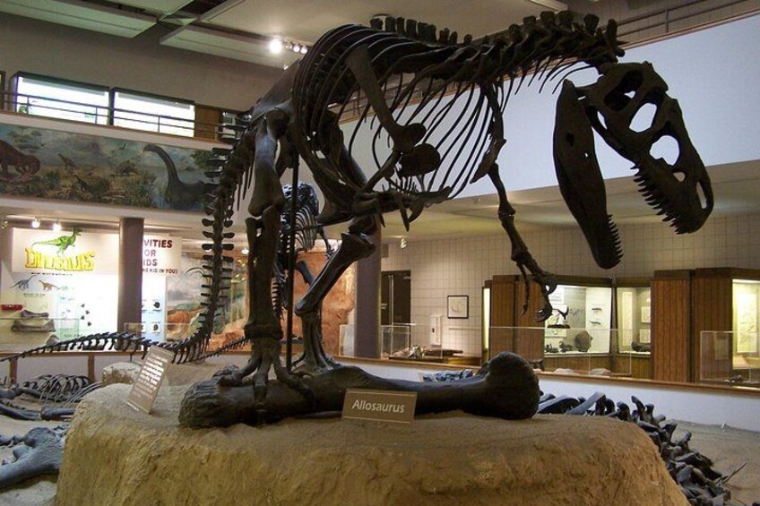 A dinosaur skeleton exhibit in a museum. 2