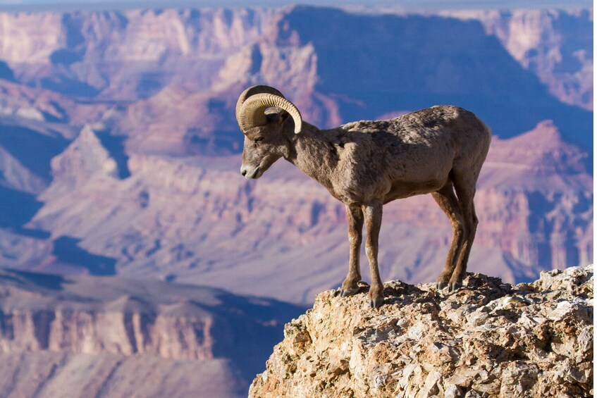 A bighorn sheep standing on a rocky outcrop with a mountainous landscape in the background. 5
