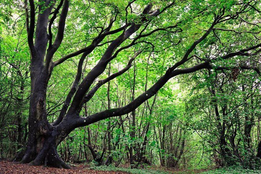 Half-day Forest Bathing and Yoga in Brighton's Woodlands 5